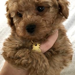 Maltipoo and Poodle Puppies from Toy Poodle & Maltipoo Maui