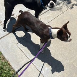 Fez - Boston Terrier