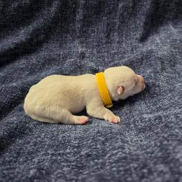 Rowan - White male West Highland White Terrier puppy in Toronto, Ohio from Shekinah’s Mi-Kis & Cricket Hill’s Westies