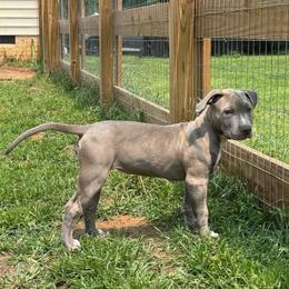 Mimosa - Blue female American Bully puppy in Virginia from Terminal Velocity Kennels LLC