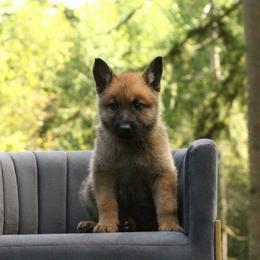 Gold boy - Yellow male Dutch Shepherd puppy in Battle Ground, Washington from van Horushuis Dutch Shepherds