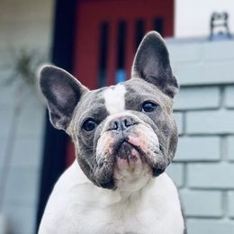 Pi - French Bulldog