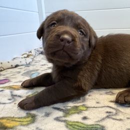 Laverne - Chocolate female Labrador Retriever puppy in Turner, Maine from Bear Pond Retrievers