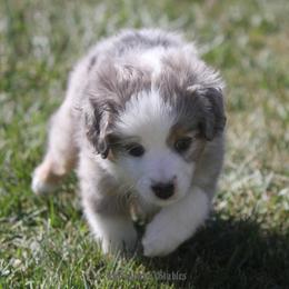 Miniature Australian Shepherd and Toy Australian Shepherd Puppies from Sapphire Stables