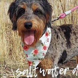 Aussiedoodles, Bernedoodles, and Double Doodles from Saltwater Doodles