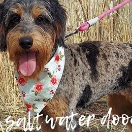 Aussiedoodles, Bernedoodles, and Double Doodles from Saltwater Doodles