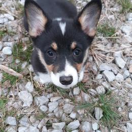 Pembroke Welsh Corgi Puppies from Beth's Pawsitivley Corgis