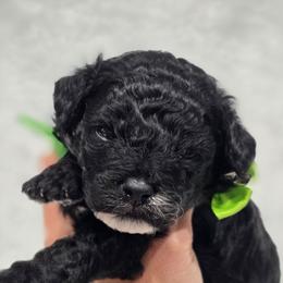 Michelangelo - Black male Bernedoodle puppy in Vernon, Texas from Sugarland's Texas Goldendoodles