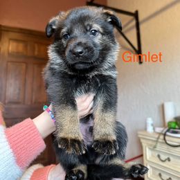 German Shepherd Puppies from Hohen Klippe German Shepherds