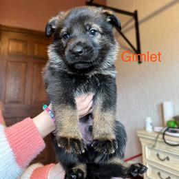 German Shepherd Puppies from Hohen Klippe German Shepherds