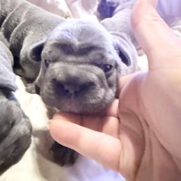 Joan Rivers - Blue female French Bulldog puppy in Deer Park, Texas from Lots of Ropes French Bulldogs