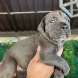 Beatrice - Gray female Cane Corso puppy in Las Vegas, Nevada from LV3M Cane Corso