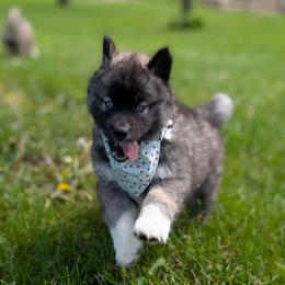 Regina - Agouti and white Siberian Husky puppy in Coshocton, Ohio from Wyant Farms