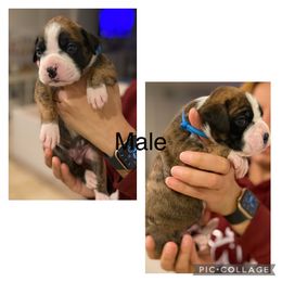 Boy 4 - Boxer puppy in Ruskin, Florida from Zambrano Boxers