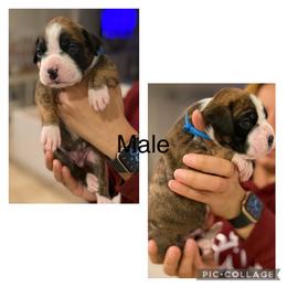 Boy 4 - Boxer puppy in Ruskin, Florida from Zambrano Boxers