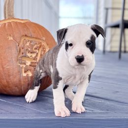 Nacho - Red brindle male American Staffordshire Terrier puppy in Franklin County, Vermont from Explicit Amstaffs Of New England