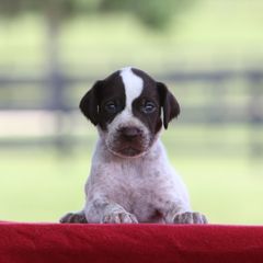 Boy 1 - Liver and white male German Wirehaired Pointer puppy in Reddick, Florida from Afterhours German Wirehaired Pointers and Basset Fauve de Bretagne