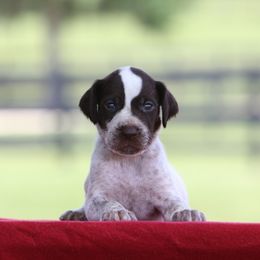 Boy 1 - Liver and white male German Wirehaired Pointer puppy in Reddick, Florida from Afterhours German Wirehaired Pointers and Basset Fauve de Bretagne