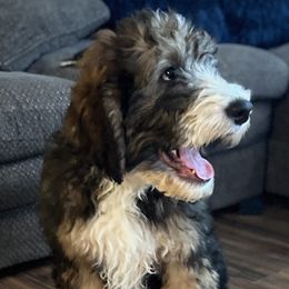 Rocky Roads of Fudged Molasses - Goldendoodle puppy in Charlotte, North Carolina from Ben and Jerry Doodles
