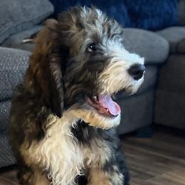Rocky Roads of Fudged Molasses - Goldendoodle puppy in Charlotte, North Carolina from Ben and Jerry Doodles