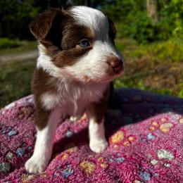 Boy 3 - Red & white male Toy Australian Shepherd puppy in Ocala, Florida from Crazy Aussie Chaos
