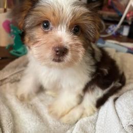 Girl 1 - Parti female Yorkshire Terrier puppy in Cocoa, Florida from SummerTime AKC Yorkies