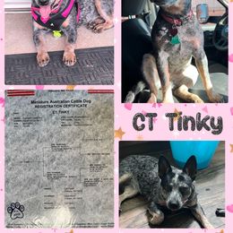 Tinky - Australian Cattle Dog