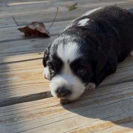 Rocky - Black & white male Toy Australian Shepherd puppy in Fairview, Tennessee from Hoffman Forest Acres LLC