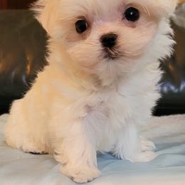 Maltese and Morkie Puppies from K and E Small Breed Puppies