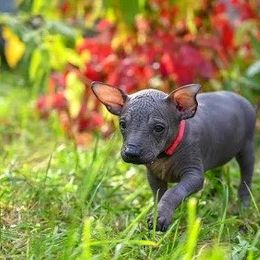 Girl 1 - Red female Xoloitzcuintli puppy in Shasta, California from Shasta Spots and Solids