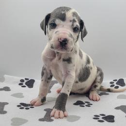 Halo Blue Harlequin - Harlequin female Great Dane puppy in Kannapolis, North Carolina from Carolina Great Danes & Toy Poodles