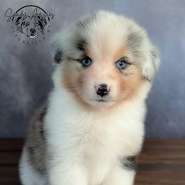 Amoura - Blue merle female Australian Shepherd puppy in Fultonville, New York from Sandy Aussies & Pomeranians