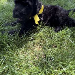 Goldendoodle and Poodle Puppies from Jaeckels Doodles