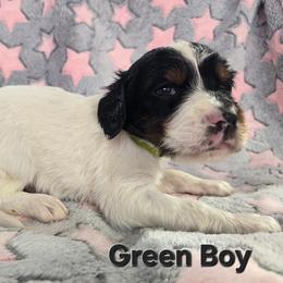 Tri Green Boy - Blue belton and tan (tri-color) male English Setter puppy in Potosi, Wisconsin from Point and Flush Gun Dogs