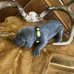 Ms.Yellow - Blue female Weimaraner puppy in Appling, Georgia from Georgia Line Weimaraners
