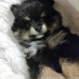 Pomeranian Puppies from Cutie Poms