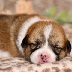 Lily - Red female Pembroke Welsh Corgi puppy in East Canton, Ohio from Victorian Farms