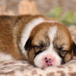 Lily - Red female Pembroke Welsh Corgi puppy in East Canton, Ohio from Victorian Farms