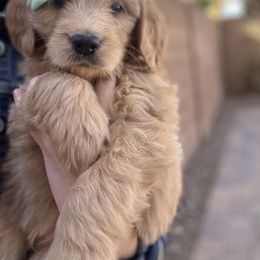 Goldendoodle Puppies from Desert Doods