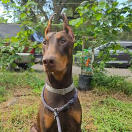 Ciaro - Red and rust male Doberman Pinscher puppy in Houston, Texas from Draggin Dobermans & Great Danes