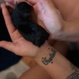 Evie Dawn - Black and tan female Yorkshire Terrier puppy in Coeur D Alene, Idaho from Cozy Coeur Yorkies