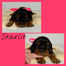 Starlit - Black and tan female Cavalier King Charles Spaniel puppy in De Pere, Wisconsin from Rose Garden Kennels