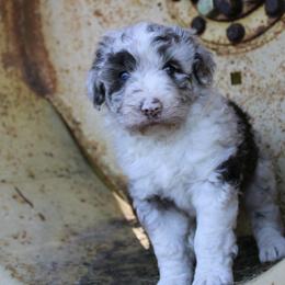 Aussiedoodles and Labradoodles from Mini Acres Farms