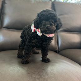Lexi - Phantom female Poodle puppy in Houston, Texas from Texas Toy Poodles