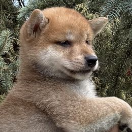 Bonoko - Red male Shiba Inu puppy in Winthrop, Minnesota from Kayobi Shibas