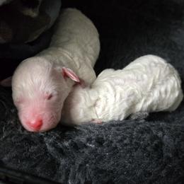 Poodle puppies from Standard Hearts
