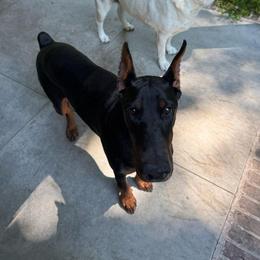 Doberman Pinscher puppies from Steel Haus Dobermans