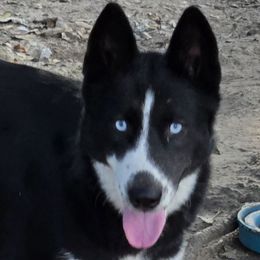 Layla - Black and white Siberian Husky puppy in Starks, Louisiana from Southland Husky Kennels LLC.