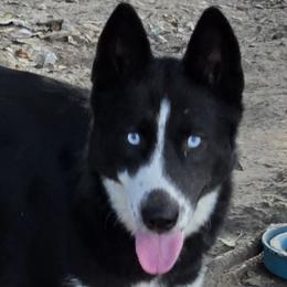 Layla - Black and white Siberian Husky puppy in Starks, Louisiana from Southland Husky Kennels LLC.
