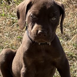 Rocker - Red male Catahoula Leopard Dog puppy in Manchester, Tennessee from Middle TN Leopard Catahoulas and Middle TN Bassett Hounds